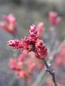 Shrubs